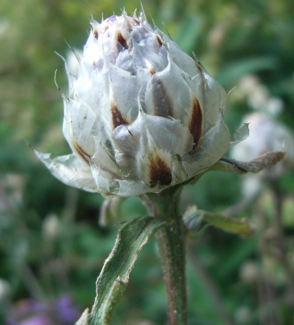 Centaurea deusta